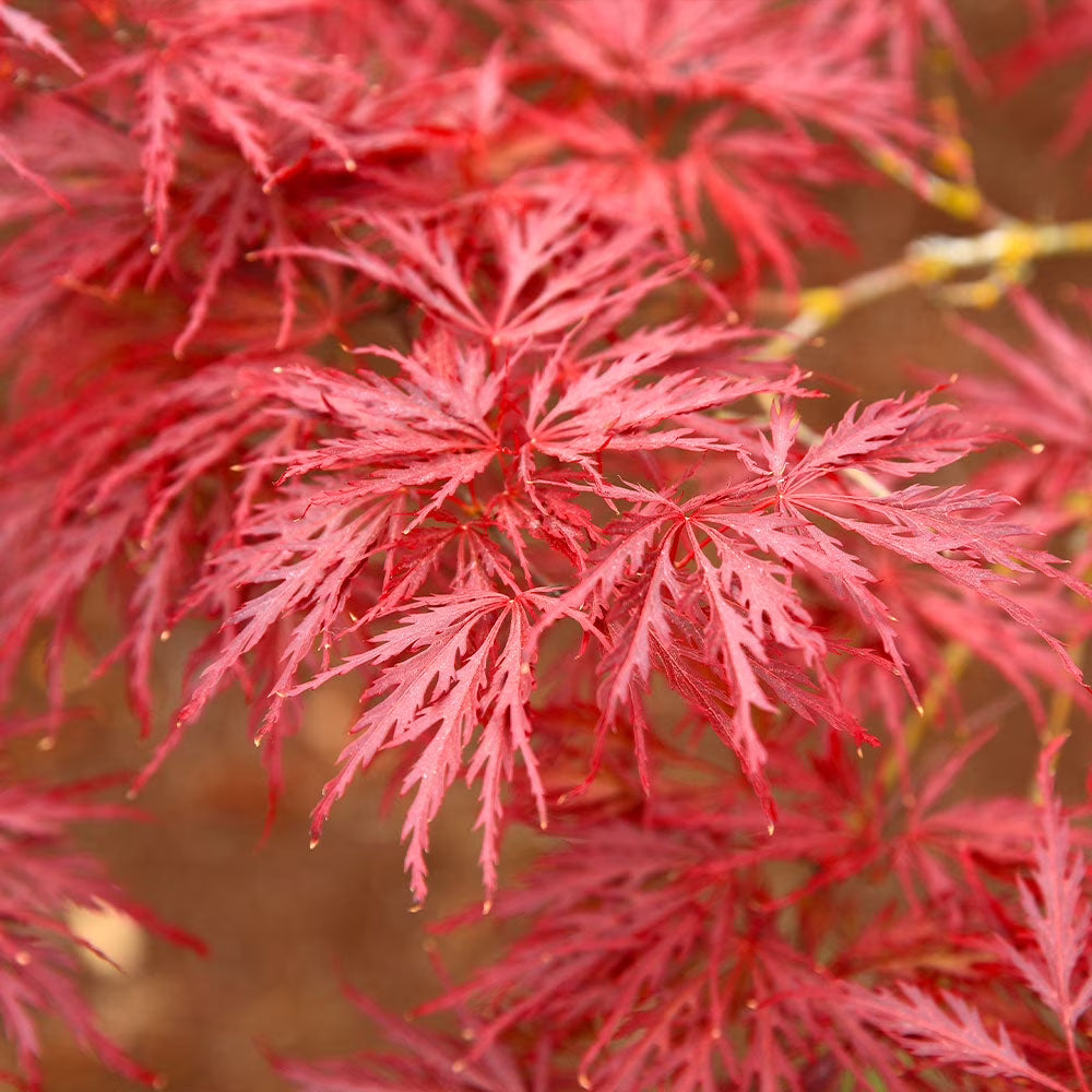 Red Dragon Japanese Maple Tree, 1-2 ft. - No Shipping To AZ
